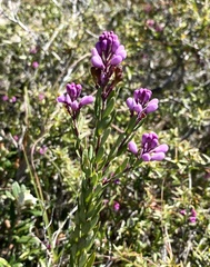 Comesperma hispidulum