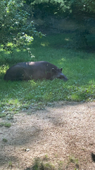 Tapirus