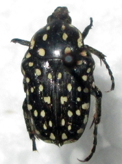 Oxythyrea testaceoguttata