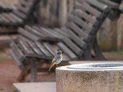 Phoenicurus ochruros