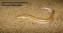 Ophiomorus maranjabensis