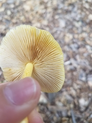 Bolbitius titubans var. olivaceus image