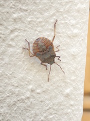 Halyomorpha halys