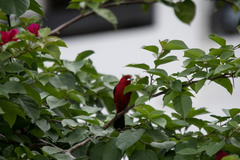 Ramphocelus bresilius