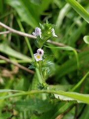 Euphrasia stricta