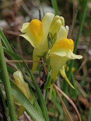 Linaria vulgaris