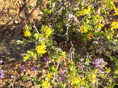 Lasiosiphon deserticola