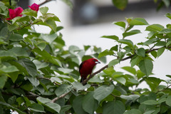 Ramphocelus bresilius