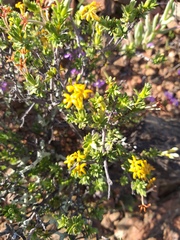 Lasiosiphon deserticola