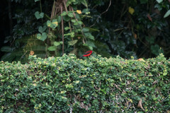 Ramphocelus bresilius