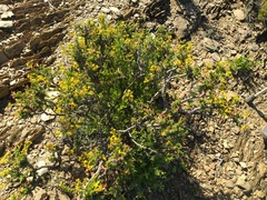 Lasiosiphon deserticola