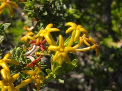 Lasiosiphon deserticola