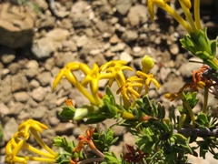 Lasiosiphon deserticola