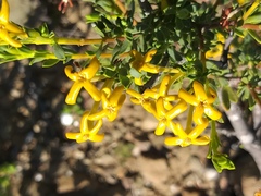 Lasiosiphon deserticola