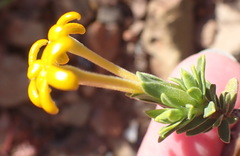 Lasiosiphon deserticola