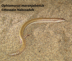 Ophiomorus maranjabensis