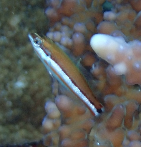 Klunzinger's Wrasse