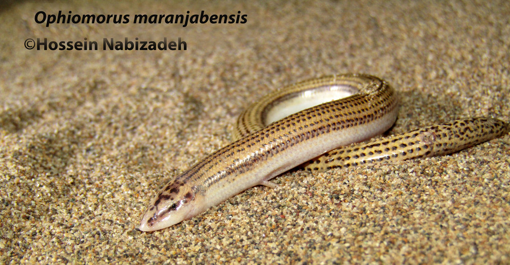 Maranjab's Snake Skink