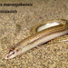 Maranjab Snake Skink - Photo (c) hossein_nabizadeh, some rights reserved (CC BY-NC)