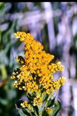 Solidago lepida lepida