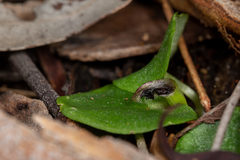 Corybas despectans
