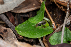 Corybas despectans