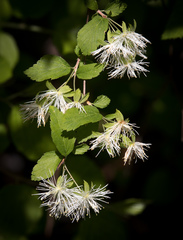 Neviusia alabamensis