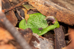 Corybas despectans