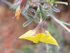 Lotononis dahlgrenii