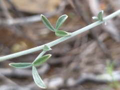 Lotononis dahlgrenii