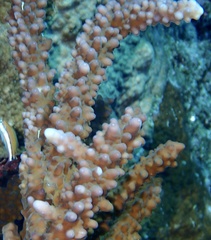 Acropora hemprichii