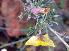 Lotononis dahlgrenii