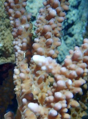 Acropora hemprichii
