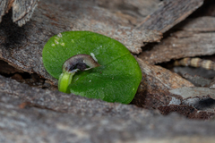 Corybas despectans