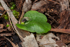 Corybas despectans