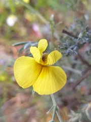 Lotononis dahlgrenii