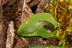 Corybas despectans