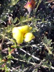 Lotononis dahlgrenii