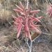 Spotted Aloe - Photo (c) miamomberg, some rights reserved (CC BY-NC)