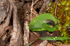 Corybas despectans