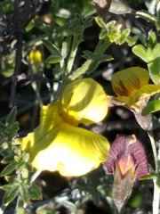 Lotononis dahlgrenii