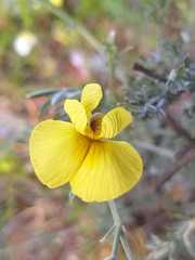 Lotononis dahlgrenii