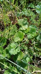 Ciconium