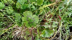 Ciconium