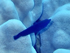 Larabicus quadrilineatus