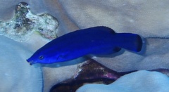 Larabicus quadrilineatus