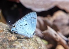 Hypolycaena nilgirica