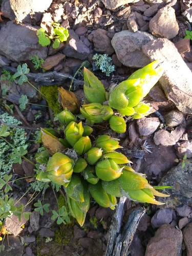 Mesembryanthemum aridum Moench 4