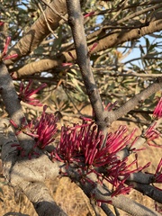 Tapinanthus rubromarginatus