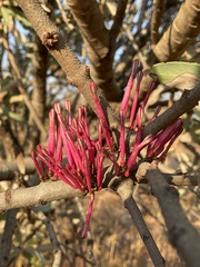 Tapinanthus rubromarginatus